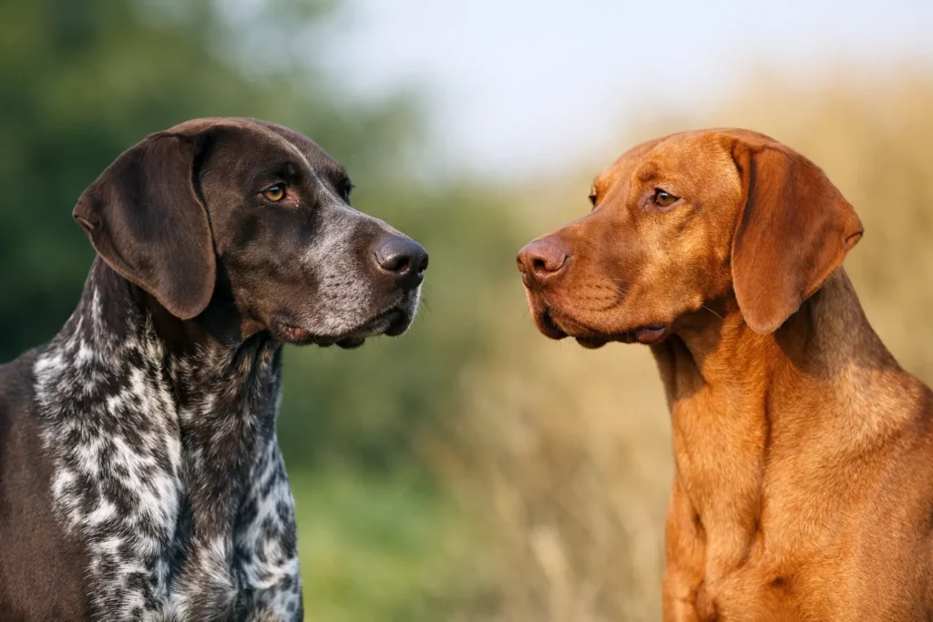 German Shorthaired Pointer vs Vizsla