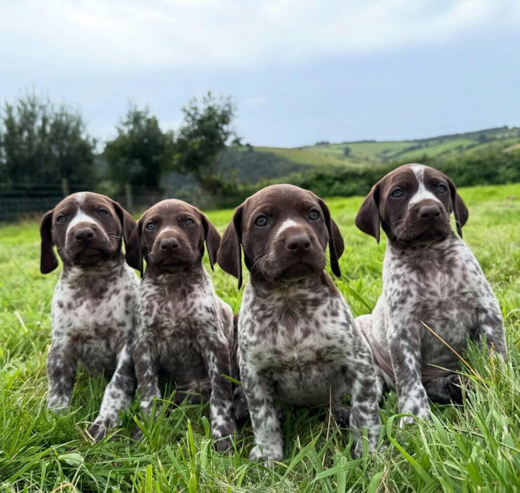 German Shorthaired Puppies